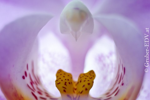 Foto Orchidee