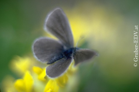 Foto Verschwommener Schmetterling Grau
